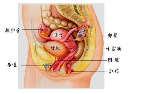 女人身体的重要器官图片
