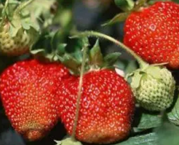 草莓对身体有什么好处和坏处