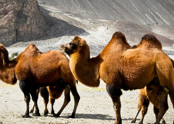 骆驼有几种分别是什么（羊驼、单峰骆驼、双峰骆驼）