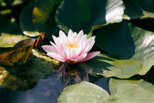 各种水莲花的图片大全图片