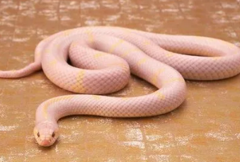 女人梦见粉色的蛇是什么预兆