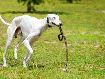 白色格力犬图片图片