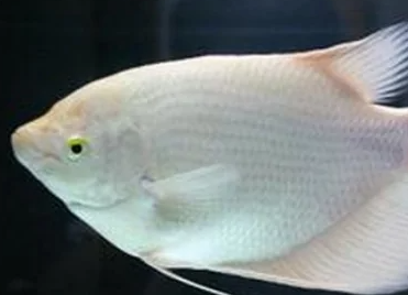 白色观赏鱼种类1