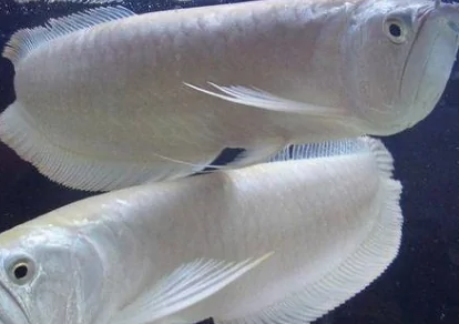 白色观赏鱼种类1