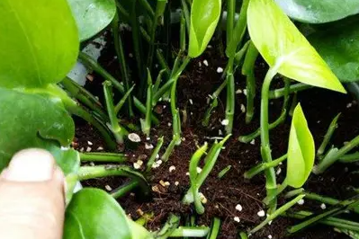绿萝土培方法图片