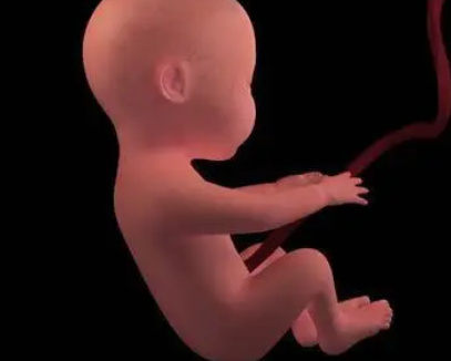 怀孕7周胎儿真实图片图片