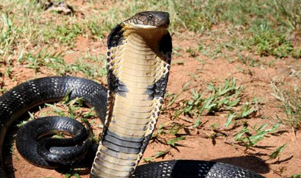 世界上最大的蛇是图片