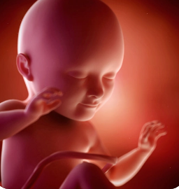孕18周胎儿特别活跃2