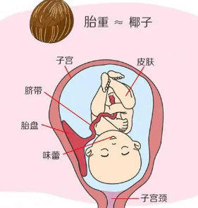 孕5月胎儿位置示意图