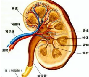 正常肾图各段意义图片