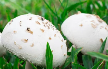 野生的白蘑菇有毒吗1