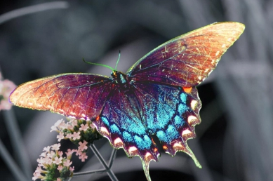 蝴蝶的特征外形图片