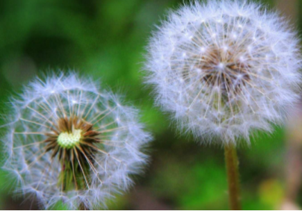 哪些植物种子的传播方法(哪些植物种子的传播方法怎么写)