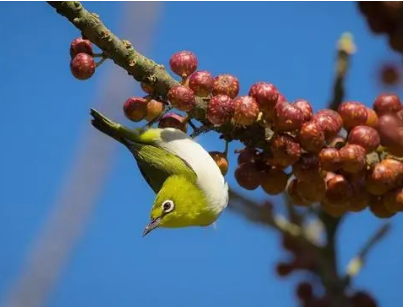 种子靠鸟传播很多植物种子都能通过鸟来进行传播,比如葡萄,柿子,樱桃