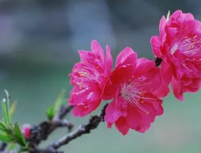 女人的桃花劫是什麼意思3