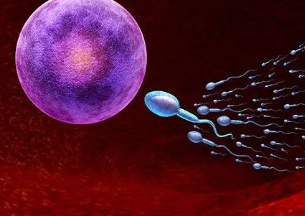 精子卵子结合男人图片