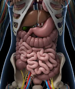 人身各部器官位置图片