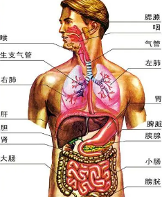人身器官的位置图片