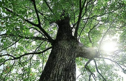 梦见大树茂盛是什么意思2